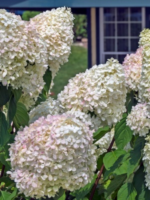 Гортензия метельчатая 'Magical Moonlight'