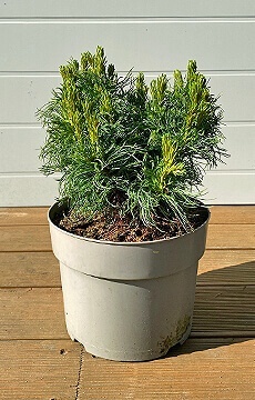 Сосна Веймутова 'Green Curls'