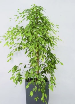 Фикус Бенджамина микс