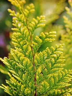 Туя западная 'Sunkist'