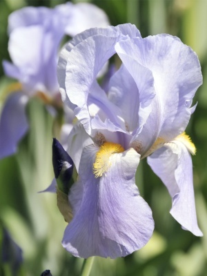 Ирис бледный