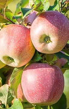 Яблоня 'Орловский пионер'