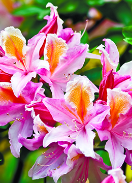 Азалия понтийская 'Bouquet De Flore'