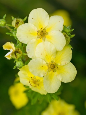 Лапчатка кустарниковая 'Primrose Beauty'