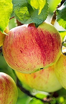 Яблоня 'Коричное полосатое'