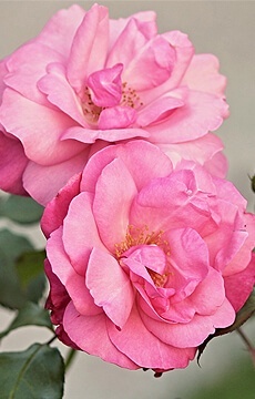Роза плетистая 'Rosarium Uetersen'