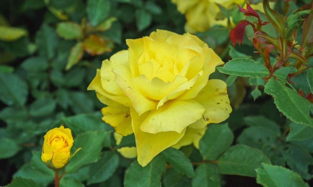 Роза флорибунда 'Friesia' фото саженцев