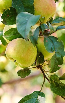 Яблоня 'Богатырь' 