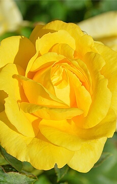 Роза чайно-гибридная 'Golden Medallion'