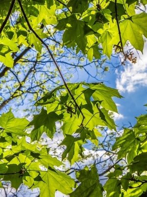 Клен остролистный 'Farlake's Green'