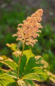 Роджерсия конскокаштанолистная