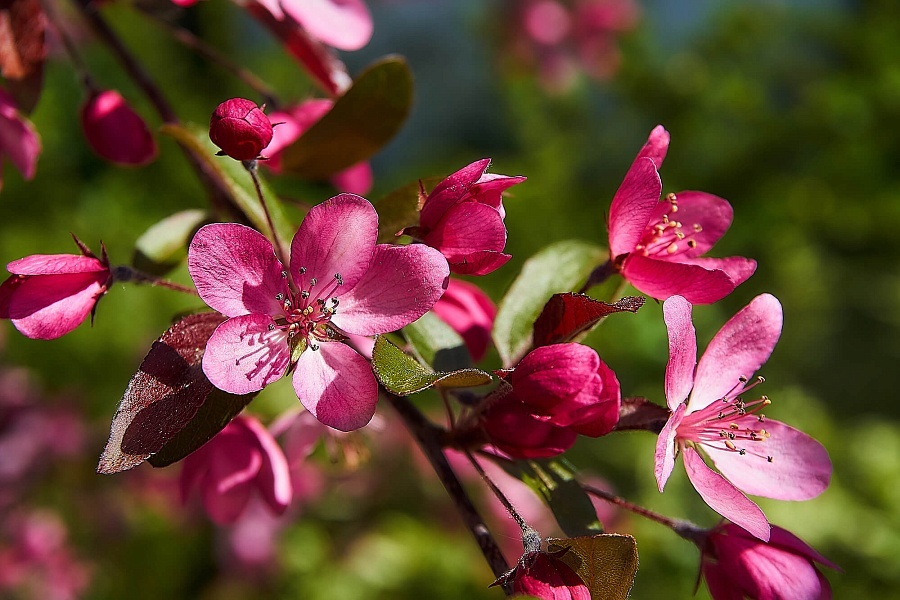 Яблоневый сад в «Балтийской Жемчужине»