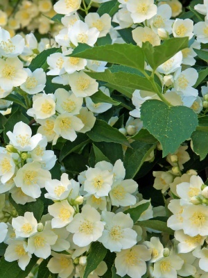 Чубушник венечный