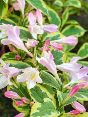 Вейгела цветущая 'Nana Variegata'