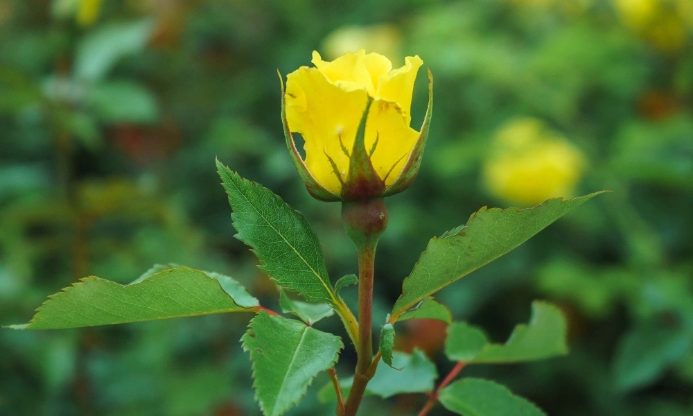 Роза флорибунда 'Friesia' - купить саженцы оптом и в розницу