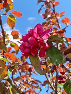 Яблоня Недзведского №06 Зонт