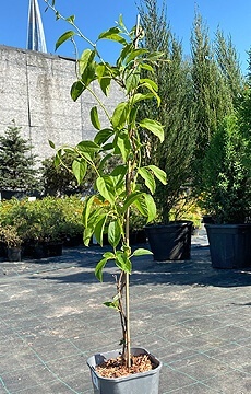 Актинидия острая 'Issai'