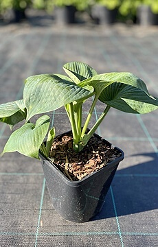 Хоста 'Abiqua Drinking Gourd'