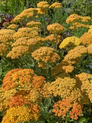 Тысячелистник обыкновенный 'Terracotta'