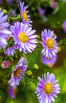 Астра итальянская 'Rosa Erfullung'