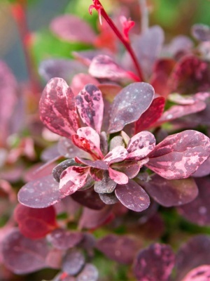 Барбарис Тунберга 'Rose Glow'