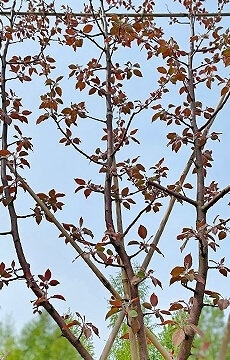 Яблоня декоративная Недзвецкого №05 Шпалера