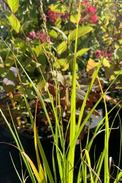 Просо прутьевидное