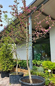 Яблоня декоративная Недзвецкого №02 Шар