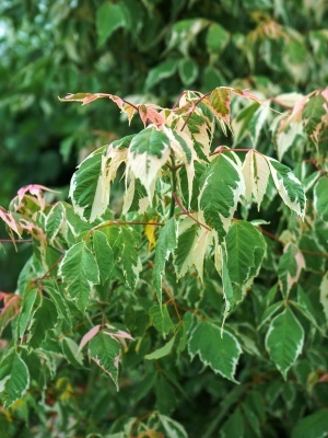 Клен ясенелистный 'Flamingo'