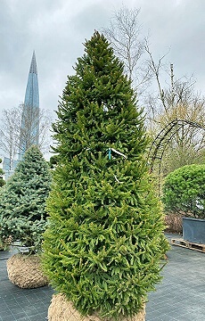 Ель обыкновенная №20 Конус