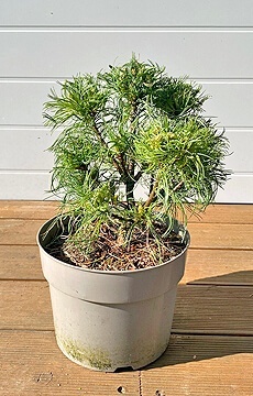 Сосна мелкоцветковая 'Hagoromo'