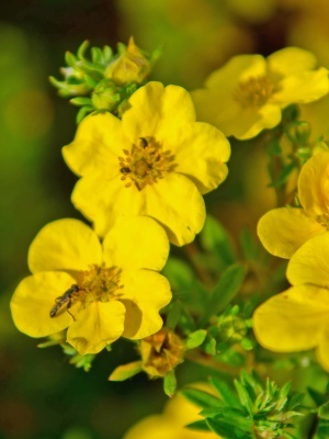 Лапчатка кустарниковая 'Kobold'