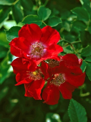 Роза чайно-гибридная 'Apache'