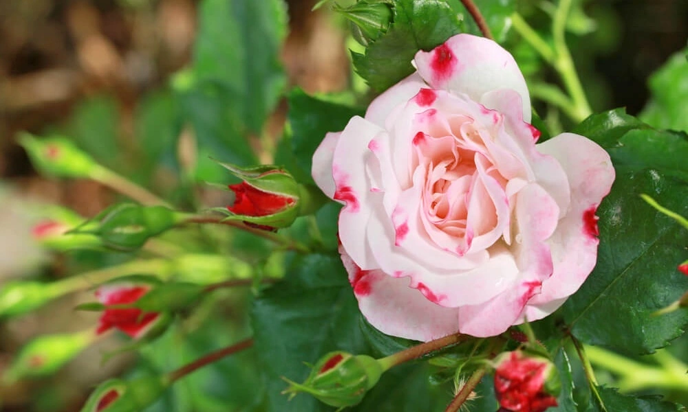 Роза парковая 'Rosenstadt Freising' - саженцы из питомника Алексеевская Дубрава