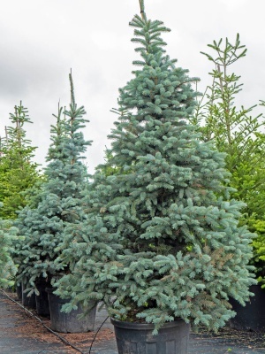 Ель колючая 'Blue Mountain'