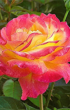 Роза флорибунда 'Pigalle 85'