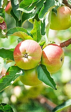 Яблоня 'Мечта'