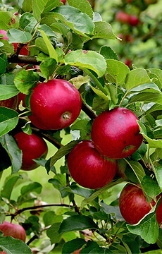 Яблоня 'Суйслепское'