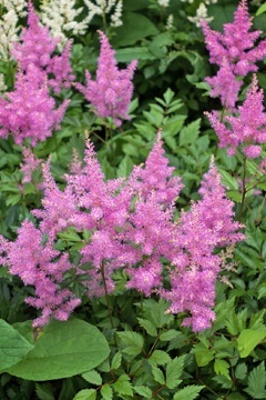 Астильба Арендса 'America'