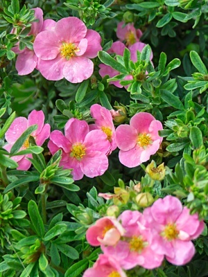 Лапчатка кустарниковая 'Pink Beauty'