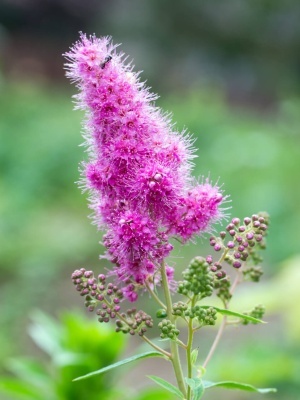 Спирея Дугласа