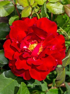 Роза флорибунда 'Montana'