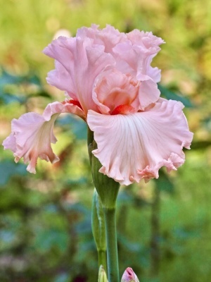 Ирис бородатый 'Pink Horizon'