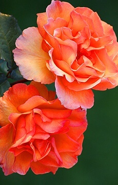 Роза флорибунда 'Morning Sun'