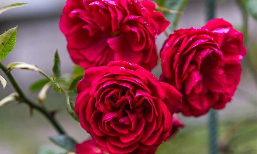 Роза флорибунда 'Red Sensation' фото саженцев