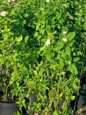 Дерен отпрысковый 'Flaviramea'