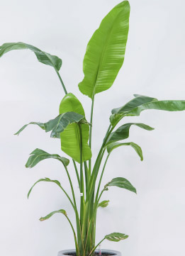 Стрелиция Николая