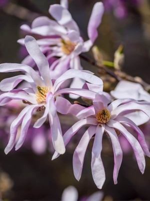 Магнолия звездчатая 'Rosea'