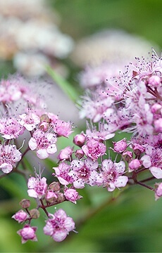 Спирея японская 'Оdensala'