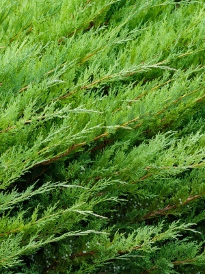 Можжевельник казацкий 'Tamariscifolia'